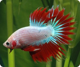 Crown Tail Male Betta - 2 inch